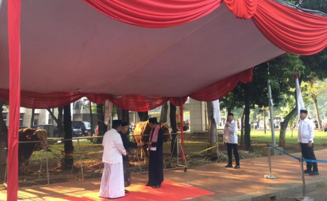 Ma’ruf Amin Serahkan Sapi Kurban 1,2 Ton ke Masjid Istiqlal