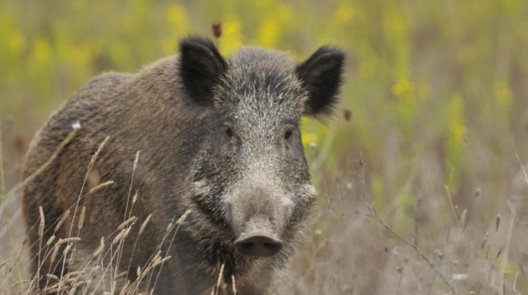 Babi Hutan Masuk Permukiman di Bogor, Dua Warga Terluka